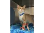 Adopt Chappell Roan a Domestic Short Hair