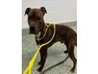 Adopt PICKLE a Pit Bull Terrier