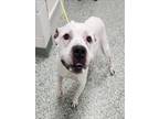 Adopt YETI a Pit Bull Terrier, Mixed Breed