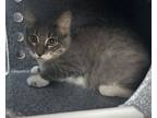 Adopt Baby Mittens a Domestic Long Hair