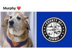 Adopt MURPHY a Beagle