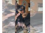 Yorkshire Terrier PUPPY FOR SALE ADN-797587 - Cute Tri female yorkie looking for