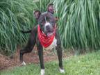 Adopt MELVIN a American Staffordshire Terrier