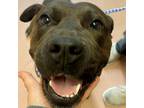 Adopt COLBY a Mixed Breed