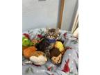 Adopt Sneezy a Domestic Short Hair
