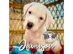 Adopt Jamison Crutchfield a Pit Bull Terrier, Labrador Retriever