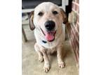 Adopt Kaiden a Cattle Dog, Mixed Breed
