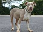 Adopt Corbin - Stray Hold a Pit Bull Terrier, Mixed Breed
