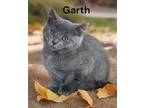 Adopt Garth a Russian Blue