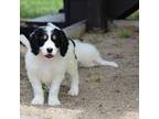 English Springer Spaniel Puppy for sale in Washington, IN, USA