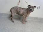 Adopt A171464 a Pit Bull Terrier