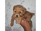 Poodle (Toy) Puppy for sale in Wayne, WV, USA