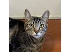 Adopt Moneypenny a Domestic Short Hair