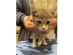 Adopt Mouse Trap a Domestic Short Hair