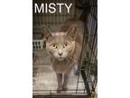 Adopt Misty (FCID# 06/03/2024 - 55 Trainer) a Domestic Short Hair