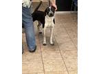 Adopt Dolly a Pointer, Mixed Breed