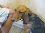 Adopt DOLLY a Black and Tan Coonhound