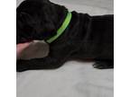 Great Dane Puppy for sale in Vail, AZ, USA