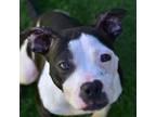 Adopt Putty a Pit Bull Terrier