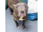 Adopt FLOSSY a Pit Bull Terrier