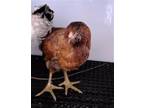 Adopt A292864 a Chicken