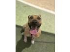 Adopt LEILA a Pit Bull Terrier, Mixed Breed