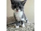 Hazel Domestic Shorthair Kitten Female