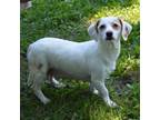 Adopt SNOWBALL a Parson Russell Terrier, Mixed Breed