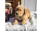 Golden Retriever Puppy for sale in Bluffton, IN, USA