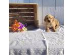 Golden Retriever Puppy for sale in Bluffton, IN, USA