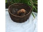 Basset Hound Puppy for sale in Gorin, MO, USA