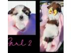 Shih Tzu Puppy for sale in Billings, MT, USA