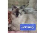 Adopt Serenity 8137 a Domestic Short Hair, Siamese