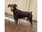 Adopt Alli a Doberman Pinscher