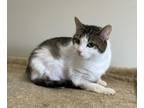 Adopt Annie ~ Available at PetSmart Warsaw, IN! a Domestic Short Hair