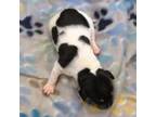 Rat Terrier Puppy for sale in Truth Or Consequences, NM, USA