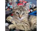 Adopt Arendelle a Domestic Short Hair