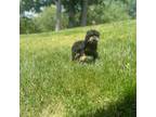 Poodle (Toy) Puppy for sale in Gallatin, TN, USA