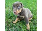 Doberman Pinscher Puppy for sale in Bowling Green, KY, USA