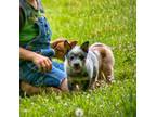 Australian Cattle Dog Puppy for sale in Corinth, KY, USA