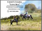 Meet Charm Blue Roan Tennessee Walking Mare - Available on [url removed]