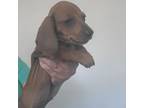 Dachshund Puppy for sale in Canoga Park, CA, USA
