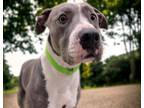 Adopt SNEAKERS* a Pit Bull Terrier