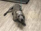 Adopt EROS a Pit Bull Terrier, Mixed Breed