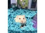 Adopt PJ a Hamster
