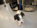 Adopt A1344209 a Norfolk Terrier