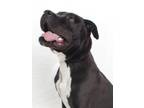 Adopt BOSCO a Pit Bull Terrier