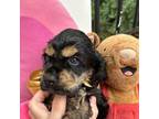 Cocker Spaniel Puppy for sale in Bethesda, MD, USA