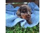 Dachshund Puppy for sale in Fredericksburg, OH, USA