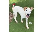 Adopt OLAF a Pointer, Mixed Breed